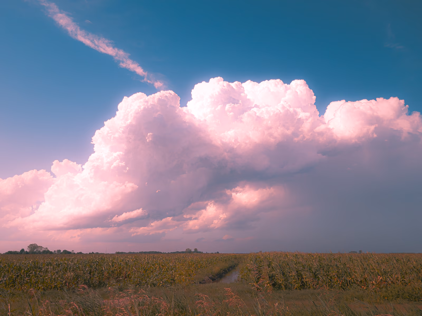 Una grande nube cumuliforme tinta di rosa si staglia sopra un campo di mais.