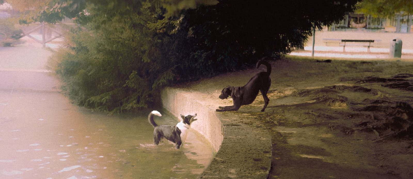 Due cani giocano lungo la sponda di un canale, uno nell'acqua e uno che salta sull'erba.