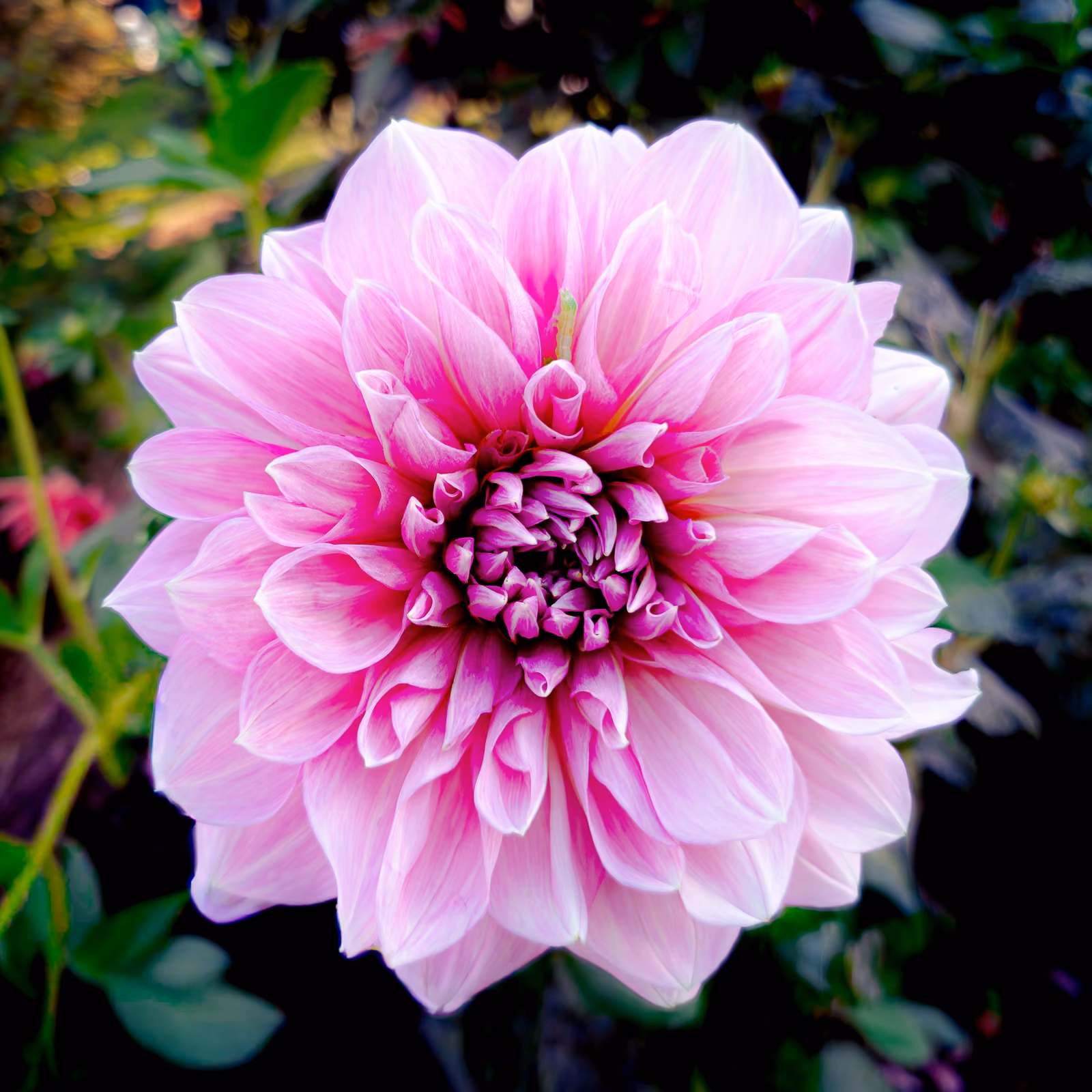 Primo piano di una dalia rosa a petali doppi, con un piccolo bruco verde visibile tra i petali interni.